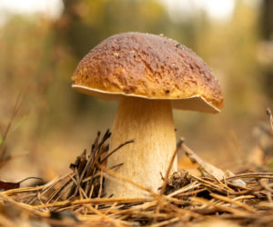 TOP miejsc na grzybobranie w Śląskiem