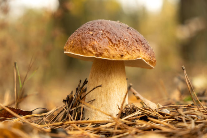 TOP miejsc na grzybobranie w Śląskiem