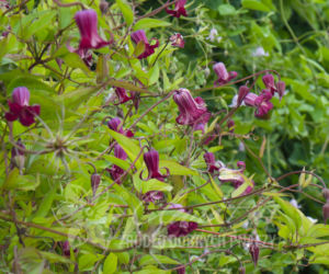 Powojniki - szkółka Clematis