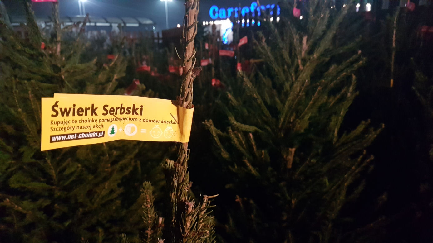 Gdzie kupić choinkę w Toruniu?