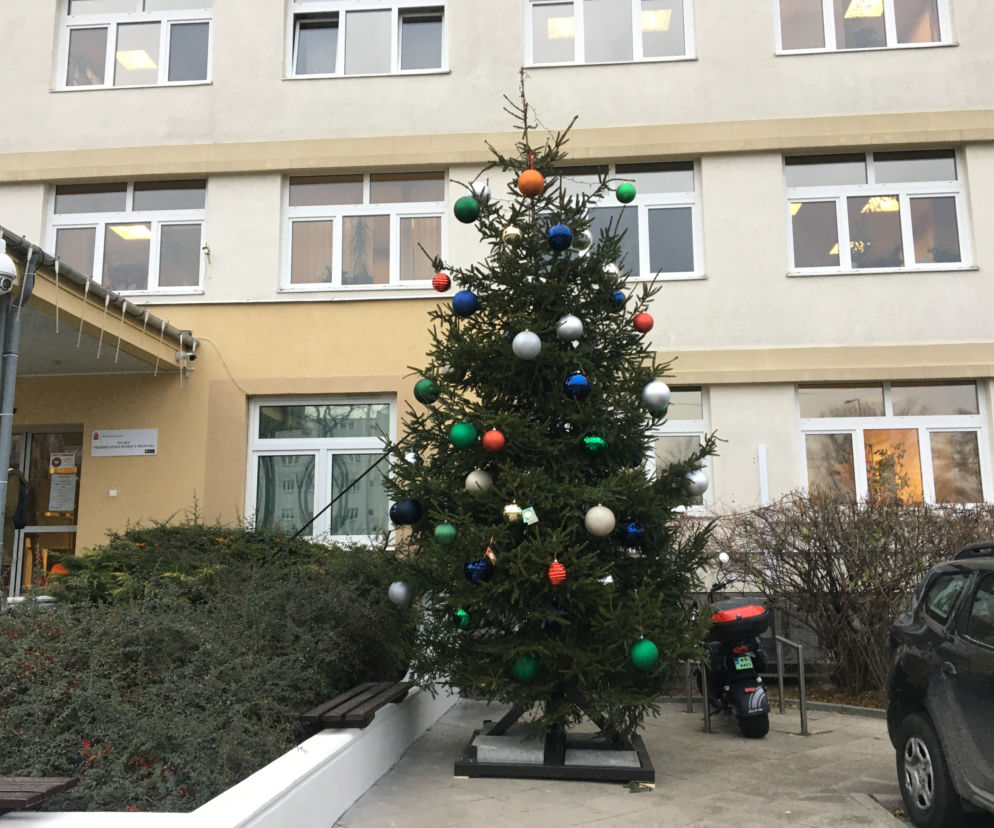Napisz życzenia i powieś je na choince! Świąteczna akcja urzędników z Żoliborza [GALERIA]