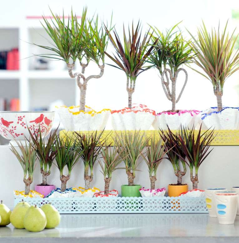 Ddracena obrzeżona