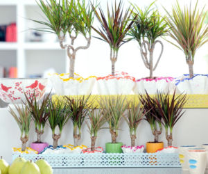 Ddracena obrzeżona