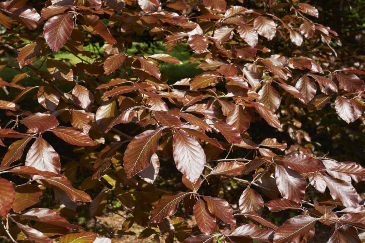 Buk pospolity 'Atropurpurea'