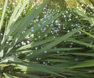 Półki bookcrossingowe w Ogrodzie Botanicznym UKW