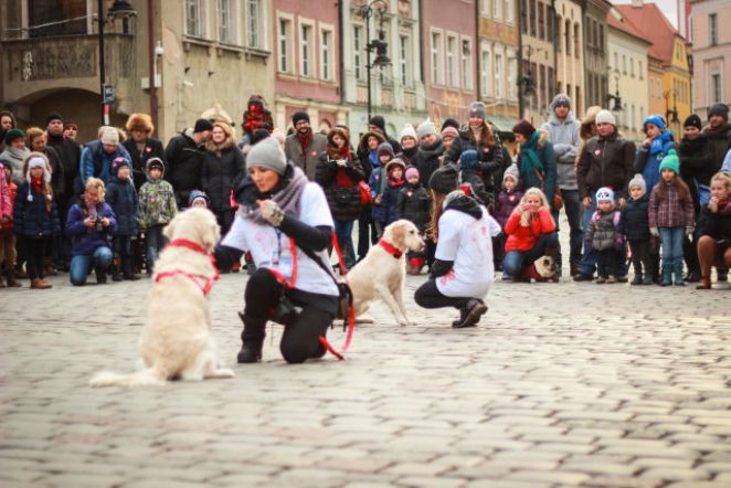 WOŚP 2016 Poznań: psy golden retriever kwestują dla 24. finału WOŚP