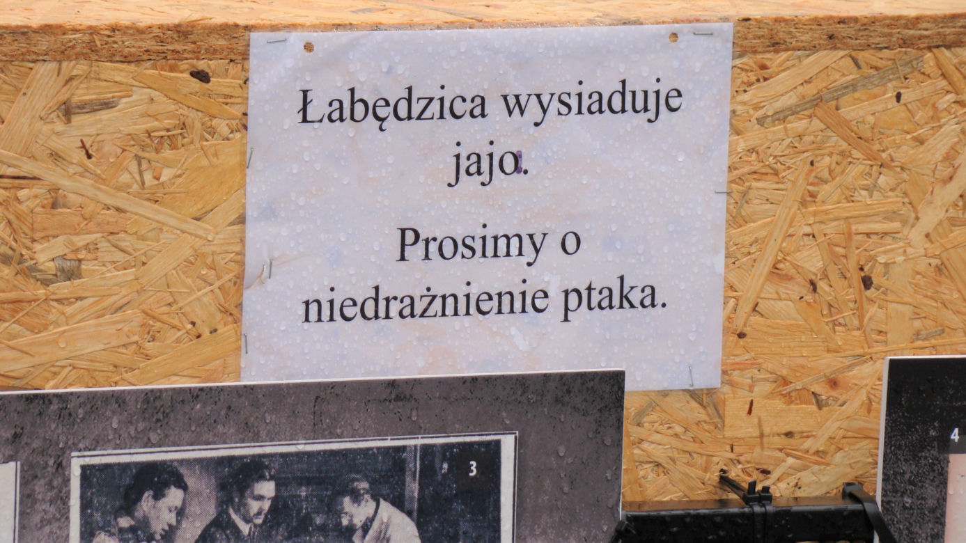 Łabędzica wysiaduje cztery jaja! Uroczy widok w Parku Strzeleckim. Mamy zdjęcia!