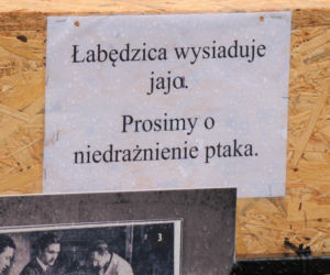 Łabędzica wysiaduje cztery jaja! Uroczy widok w Parku Strzeleckim. Mamy zdjęcia!