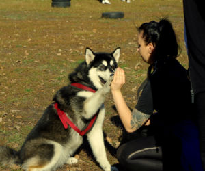 Husky opanowały Psi Park! [GALERIA]