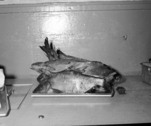 QUIZ PRL. Świąteczna gorączka w PRL