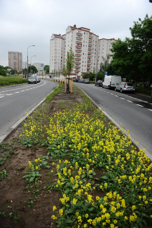 Przy Balatonie zielono! Posadzono drzewa i ogrody deszczowe