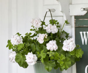 Biała pelargonia