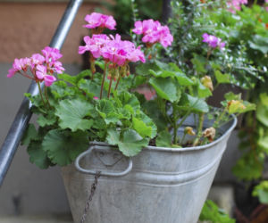 pelargonia4.jpg