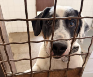 Siarczysty mróz zagraża zwierzętom! Krakowskie schronisko pilnie szuka domów tymczasowych