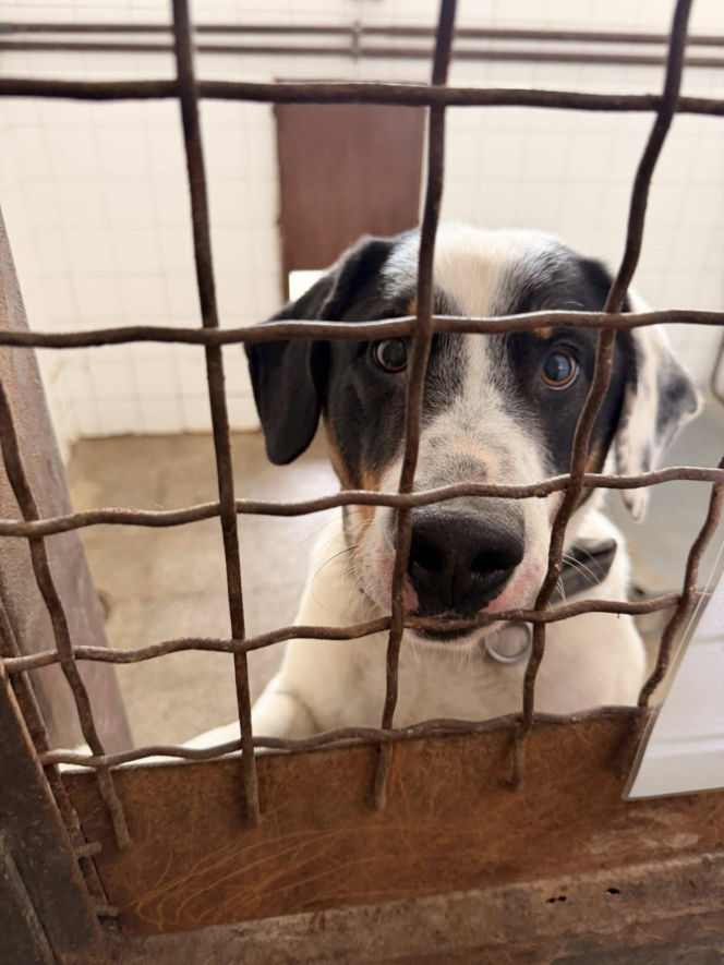 Siarczysty mróz zagraża zwierzętom! Krakowskie schronisko pilnie szuka domów tymczasowych