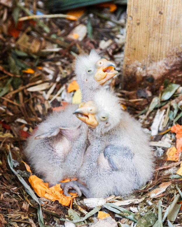 Baby boom w warszawskim ZOO! Są nieporadne, ślepe i całkowicie uzależnione od swoich rodziców