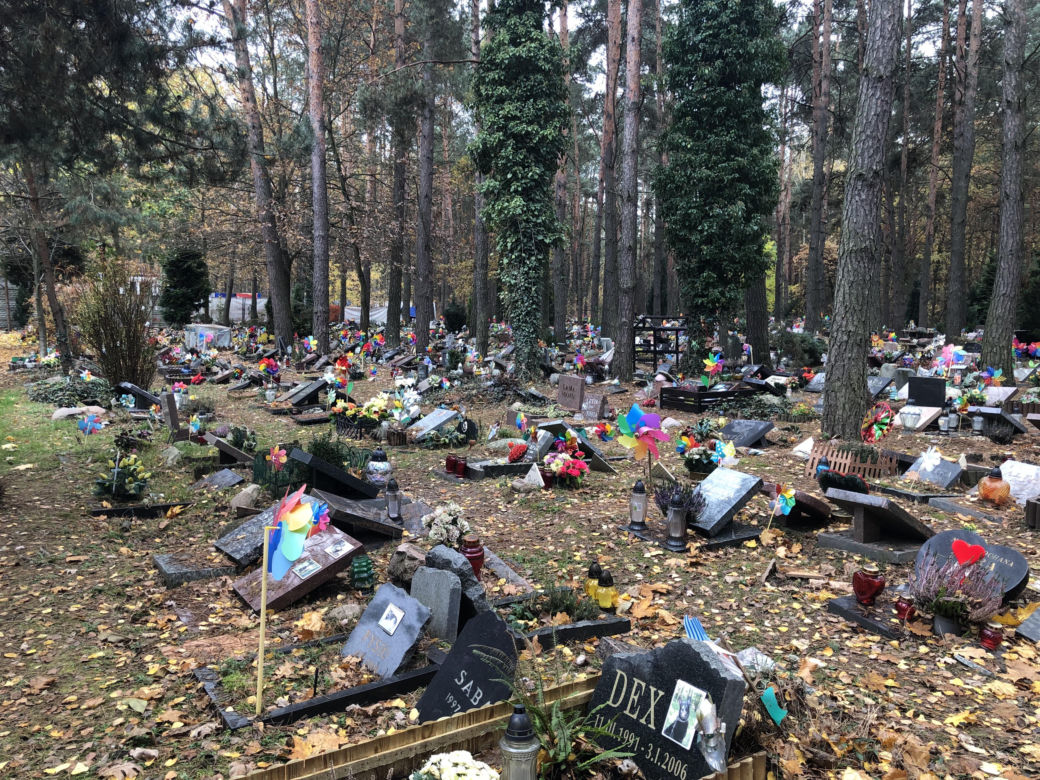 Cmentarze dla zwierząt w Koniku Nowym. "Wszyscy, których znam mówią, że zwierzęta zasługują na dużo więcej miłości i dobroci, ponieważ są lepsi od ludzi widać to teraz"