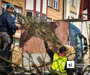 Plac Orła Białego coraz bardziej zielony. Dziesiątki nowych drzew i krzewów na Starym Mieście