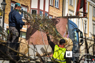 Plac Orła Białego coraz bardziej zielony. Dziesiątki nowych drzew i krzewów na Starym Mieście
