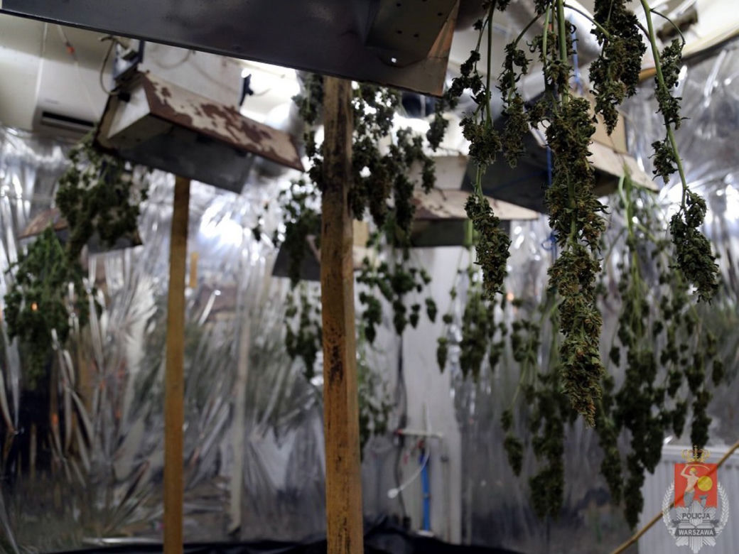 Marycha rosła między trumnami