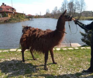 Lama z Bierunia złapana