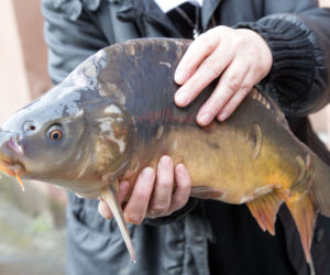 Ruszyła sprzedaż wigilijnego przysmaku. Jaka cena?