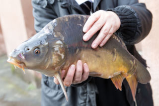 Ruszyła sprzedaż wigilijnego przysmaku. Jaka cena?
