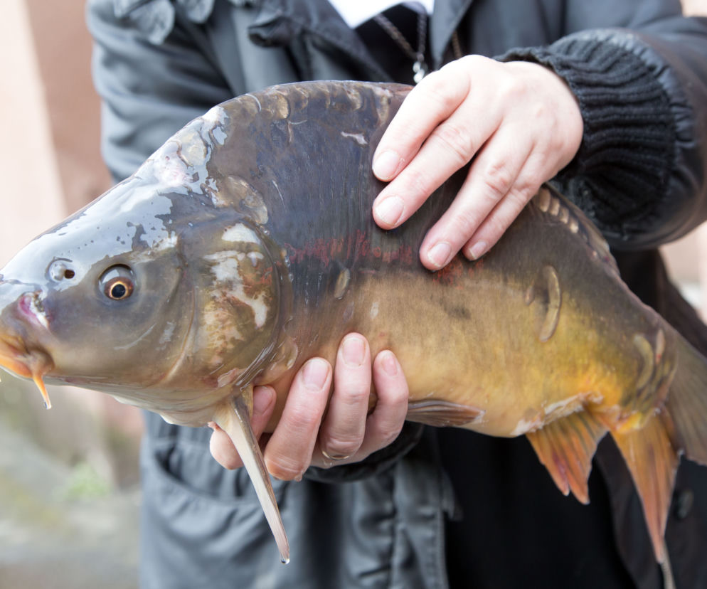 Osoba trzymająca świeżego karpia, gotowego do sprzedaży. Zdjęcie ilustruje tekst o cenach karpia na święta i jego dostępności, o czym przeczytasz więcej na portalu Super Biznes.