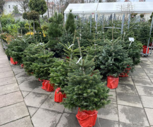 ESKA UBIERZE CI CHOINKĘ 2025