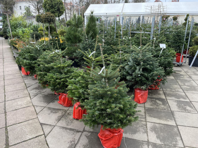 ESKA UBIERZE CI CHOINKĘ 2025