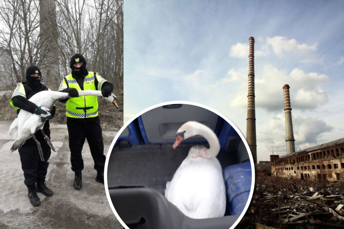Łabędź pomylił kałużę z rzeką. Na pomoc ruszyli szczecińscy strażnicy miejscy