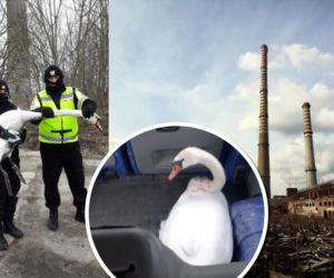 Łabędź pomylił kałużę z rzeką. Na pomoc ruszyli szczecińscy strażnicy miejscy