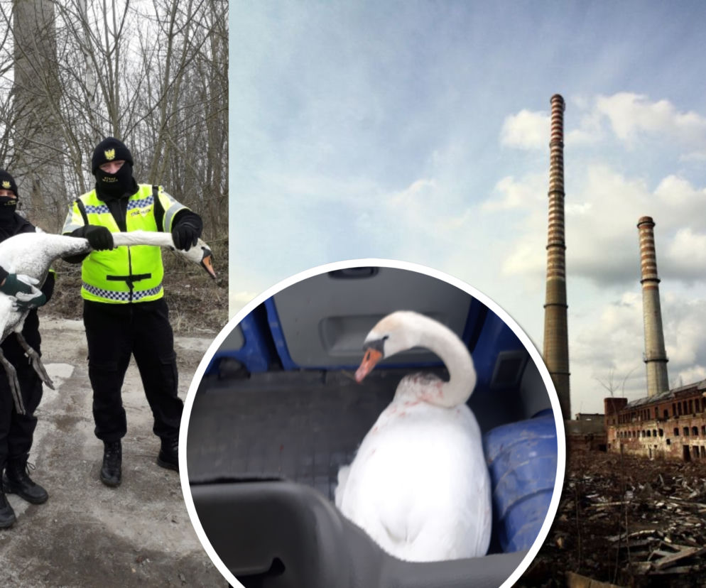 Łabędź pomylił kałużę z rzeką. Na pomoc ruszyli szczecińscy strażnicy miejscy
