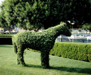 Topiary