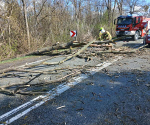 Drzewo spadło na jadące auto! Część gałęzi wbiła się w pojazd