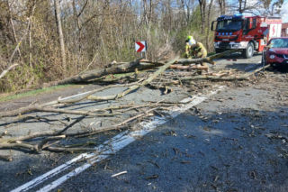 Drzewo spadło na jadące auto! Część gałęzi wbiła się w pojazd