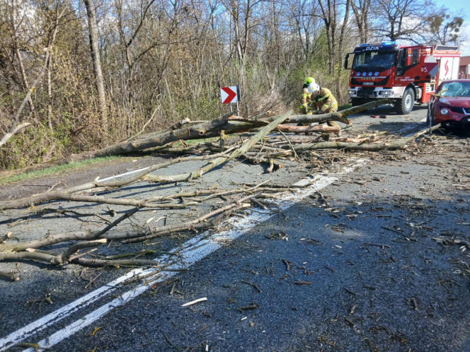 Drzewo spadło na jadące auto! Część gałęzi wbiła się w pojazd