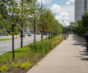 „Ale się wyciągnęła!”. Sprawdzamy, jak wygląda zasadzona w zeszłym roku miejska zieleń - ZDM Warszawa