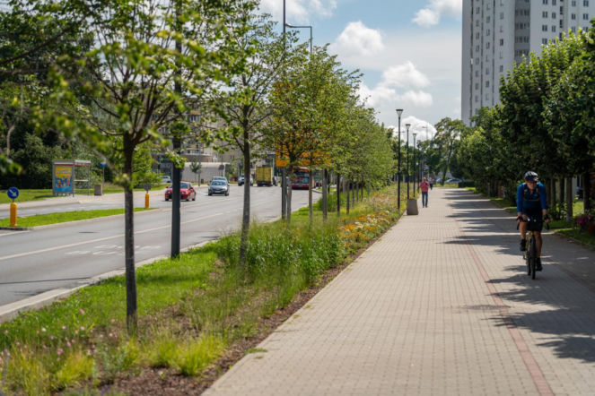 „Ale się wyciągnęła!”. Sprawdzamy, jak wygląda zasadzona w zeszłym roku miejska zieleń - ZDM Warszawa