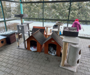 Mruczki w roli głównej. Dzień Kota w schronisku dla bezdomnych zwierząt w Henrykowie