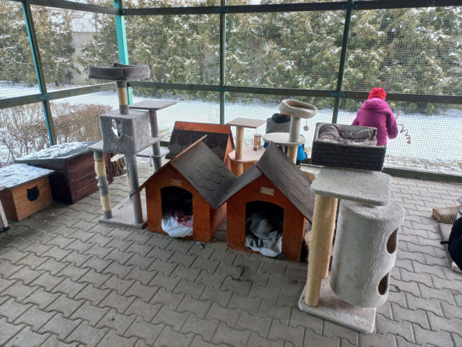 Mruczki w roli głównej. Dzień Kota w schronisku dla bezdomnych zwierząt w Henrykowie