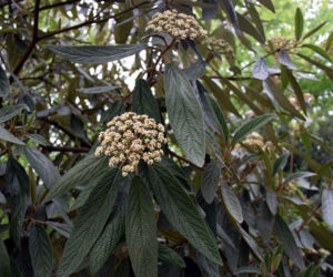 Kalina sztywnolistna