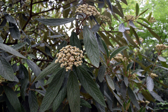 Kalina sztywnolistna