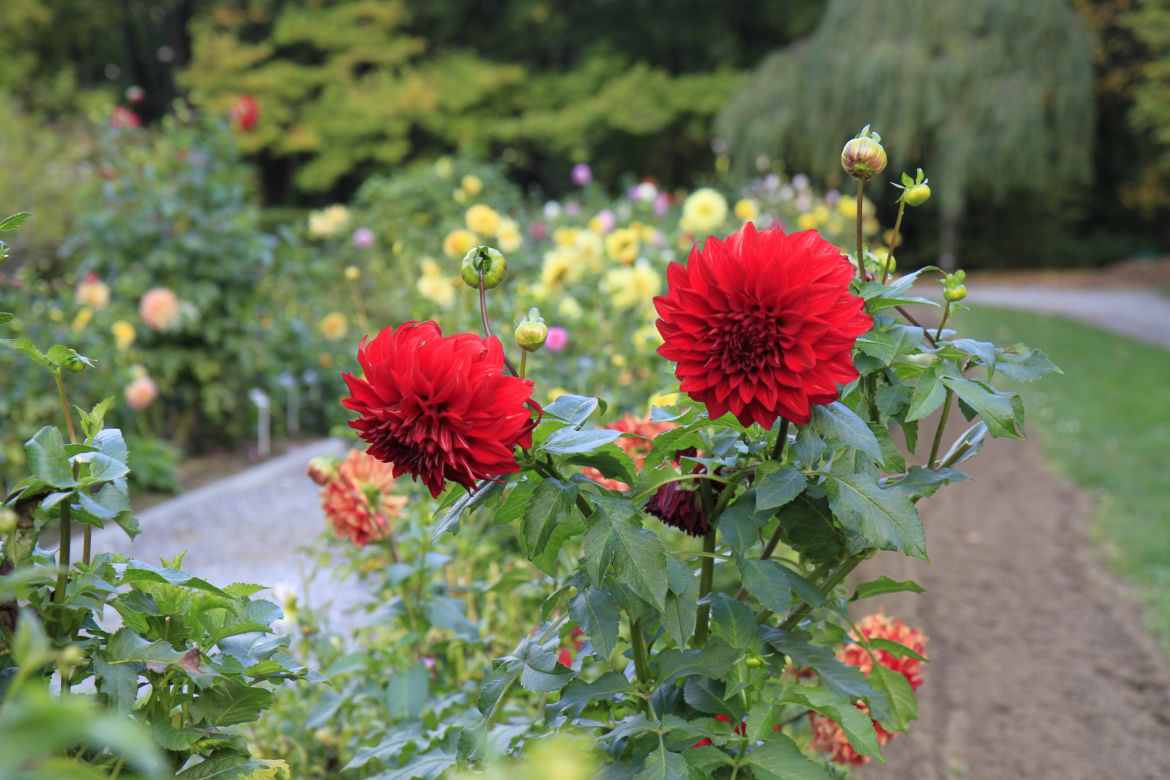 Spacer po jesiennych Ogrodzie Botanicznym w Lublinie