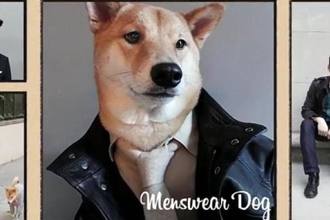 Ten pies ma styl! Jacyków, Jessica Mercedes i Maffashion mogą się SCHOWAĆ! [ZDJĘCIA]a