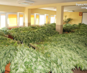 Prawie 300 krzewów, z których powstałoby aż 100 tysięcy porcji marihuany! Plantacja zlikwidowana [ZDJĘCIA]