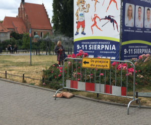 Uwaga bydgoszczanie! Rozpoczęły się prace nad przebudową ul. Focha [ZDJĘCIA]