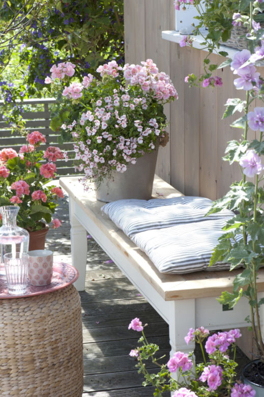 Pelargonie i diascia