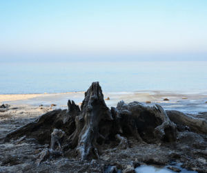 Bałtyk odsłonił las sprzed tysięcy lat