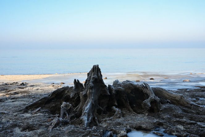 Bałtyk odsłonił las sprzed tysięcy lat